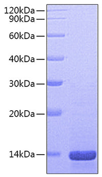 Recombinant Mouse Beta-NGF Protein