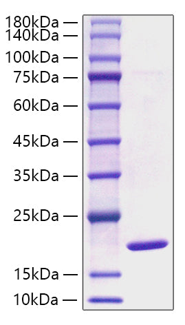 Recombinant Mouse SNCA/Alpha-Synuclein Protein