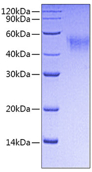 Recombinant Mouse Fc-gamma RI/CD64 Protein