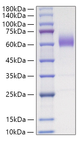 Recombinant Mouse CD47/IAP/OA3 Protein