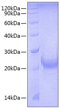 Recombinant Mouse TNFSF4/OX40 ligand/CD252 Protein