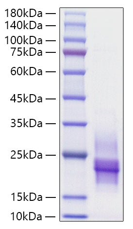 Recombinant Human HB-EGF Protein