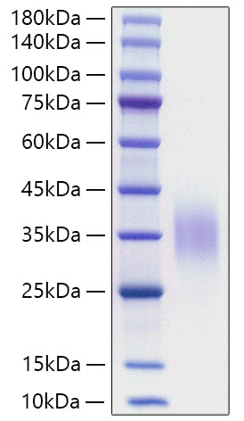 Recombinant Mouse CD47 Protein