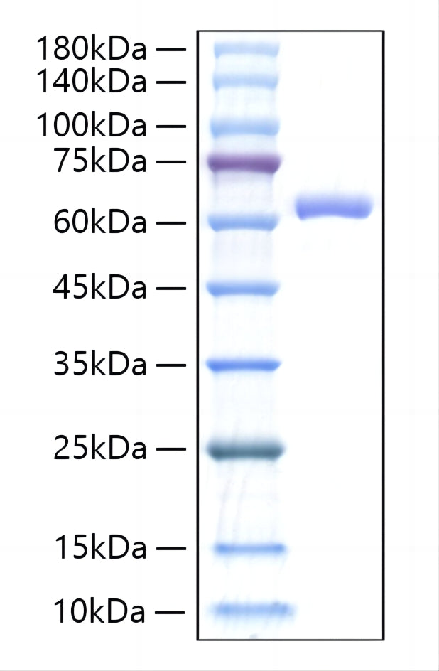 Recombinant Mouse IL-27/IL-27A&IL-27B Protein