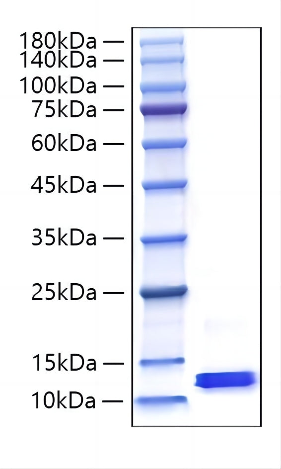 Recombinant Mouse CCL8/MCP-2 Protein