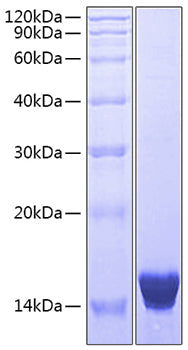 Recombinant Human IL-17F Protein