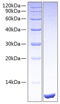 Recombinant Human LR3-IGF-1 Protein