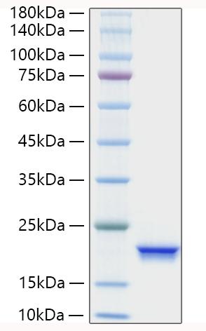 Recombinant Human IFN-alpha 4 Protein