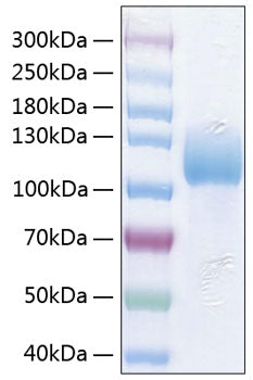 Recombinant Human ICAM-3/CD50 Protein