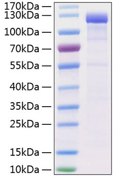 Recombinant Human CDH5/VE-cadherin/CD144 Protein