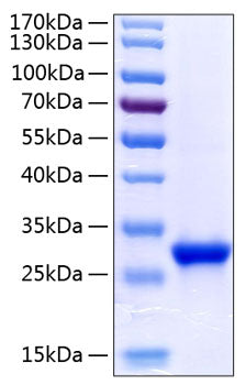 Recombinant Human Tetranectin/CLEC3B Protein