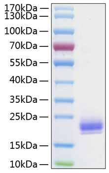 Recombinant Human LAIR-2/CD306 Protein