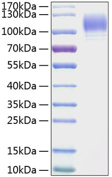 Recombinant Mouse SELP/P-Selectin/CD62P Protein