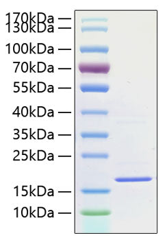 Recombinant Human IL-1F10 Protein