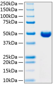 Recombinant Human DPEP1 Protein