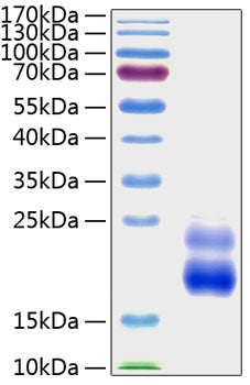 Recombinant Human IGFBP-8/CTGF Protein