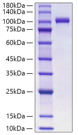 Recombinant Human MPO Protein