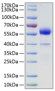 Recombinant Human VEGF-B Protein