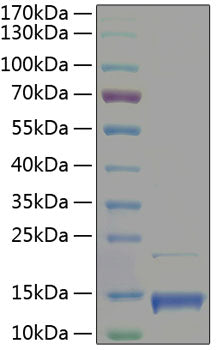 Recombinant Human CXCL4/PF-4 Protein