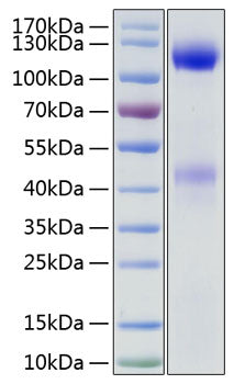 Recombinant Human Insulin Receptor/INSR/CD220 Protein