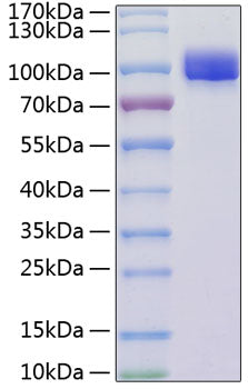 Recombinant Mouse VCAM-1/CD106 Protein