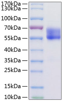 Recombinant Mouse PD-1/PDCD1/CD279 Protein