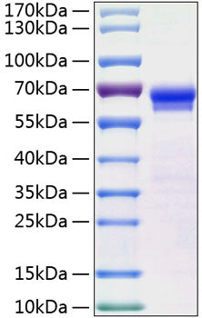 Recombinant Human JAM-2/VE-JAM/CD322 Protein