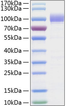 Recombinant Human Siglec-9/CD329 Protein