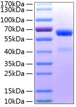 Recombinant Human ADAM8/CD156a Protein