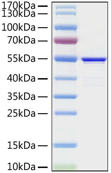 Recombinant MERS-CoV Nucleocapsid Protein