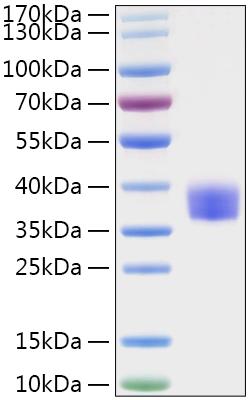 Recombinant MERS-CoV Spike RBD Protein