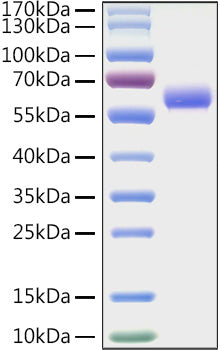 Recombinant Mouse LAG-3/CD223 Protein