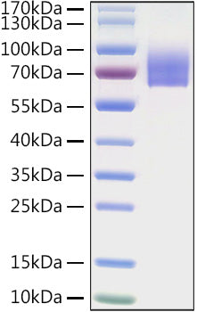 Recombinant Human LILRA2/CD85h Protein