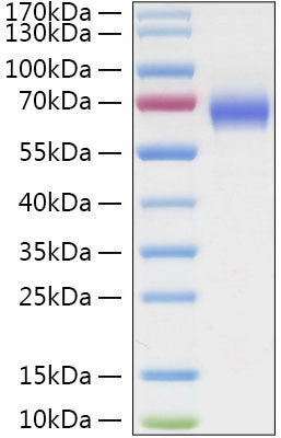 Recombinant Human LILRA3/CD85e Protein