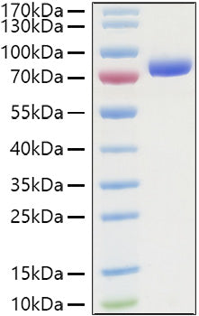 Recombinant Human Nectin-2/PVRL2/CD112 Protein