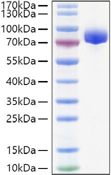 Recombinant Human APLP-1 Protein