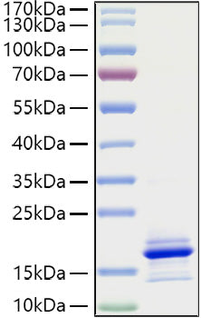 Recombinant Human CCL21 Protein