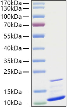 Recombinant Human CXCL3/GRO-gamma/MIP2-beta Protein