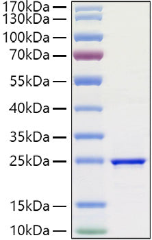 Recombinant Human FGF-3 Protein