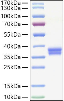 Recombinant Human VSIG3/IgSF11 Protein