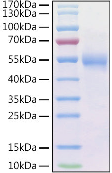 Recombinant Human Frizzled-2/FZD2 Protein