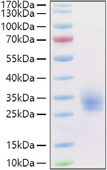 Recombinant Human LAIR-1/CD305 Protein