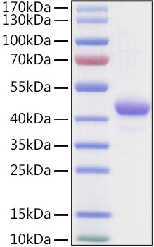 Recombinant Human Apolipoprotein A-II/APOA2 Protein