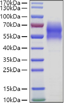 Recombinant Human WAIF1/5T4/TPBG Protein