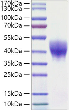 Recombinant Mouse TROP-2/TACSTD2 Protein