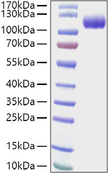 Recombinant Human gp140/CDCP1/CD318 Protein