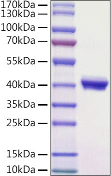 Recombinant Mouse Nectin-4 Protein