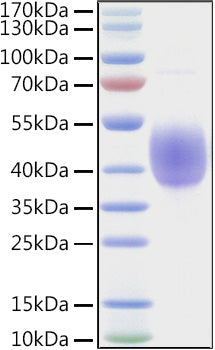 Recombinant Human NKAT-6/KIR2DL2/CD158b1 Protein