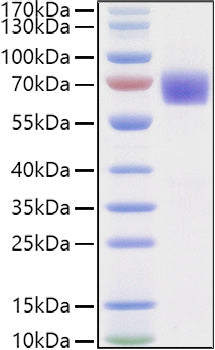 Recombinant Human LILRA6/ILT-8 Protein