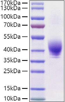 Recombinant Rat TROP-2/TACSTD2 Protein